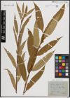 Foto von Salix fragilis L.